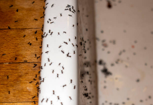 Best Termite Control Services  in Winterville, NC